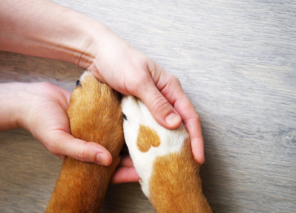 Pet Insurance